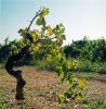 CepeDeVigne.jpg