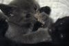 Chaton2409-01.jpg