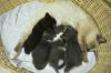 Chaton2409-02.jpg