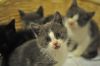 Chaton2409-03.jpg