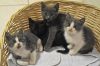 Chaton2409-04.jpg