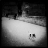 ChienEnGoguette.jpg
