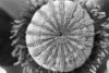 CoquelicotMacro2.jpg