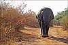 ElephantAkagera.jpg