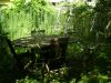 ForetVierge2.jpg
