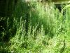 ForetVierge3.jpg