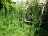 ForetVierge4.jpg