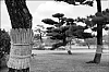 Himeji01.jpg