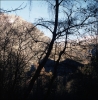 LauvitelArbre.jpg