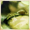 LiP15.jpg