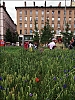 LyonFleurs.jpg