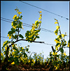 Meursault01.jpg