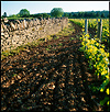 Meursault02.jpg