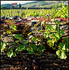 Meursault03.jpg