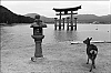 Miyajima10.jpg