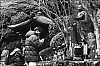 Miyajima18.jpg