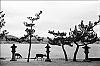 Miyajima4.jpg