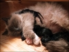 Osterkatzen.jpg