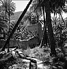 Palmeraie3.jpg
