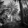 Palmeraie4.jpg