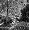 Palmeraie5.jpg