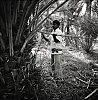 Palmeraie6.jpg