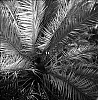 Palmeraie7.jpg