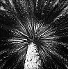 Palmeraie8.jpg