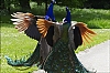 Paons07.jpg