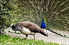 Paons10.jpg