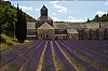 SenanqueLavandes.jpg