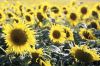 Tournesols.jpg
