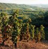 VigneRhone.jpg