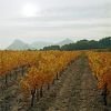 VignesBeaumes01.jpg