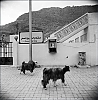Village03.jpg