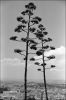 agave3.jpg