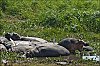akagera5.jpg
