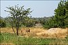 akagera6.jpg