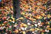 automne.jpg