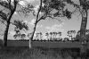 camargue-02.jpg