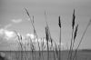 camargue-05.jpg