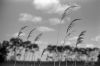 camargue-06.jpg