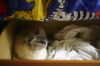 chatons01.jpg