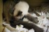 chatons02.jpg
