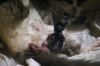 chatons03.jpg