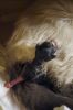 chatons04.jpg