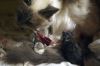 chatons05.jpg