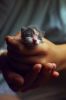 chatons06.jpg
