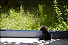 chatons2011-01.jpg