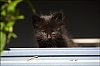 chatons2011-02.jpg